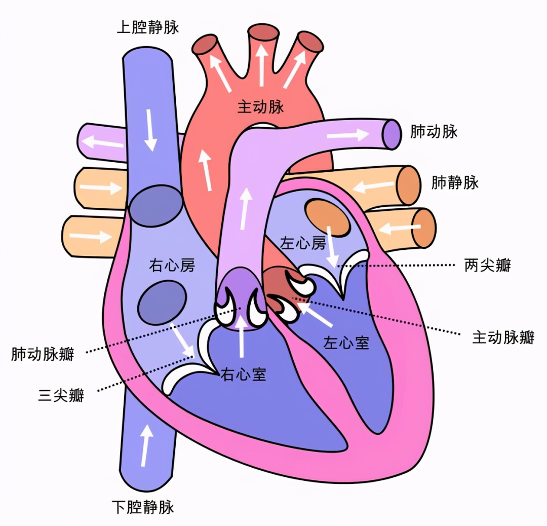 聊聊先天性心脏病——先从一颗正常的心脏说起（1） - 知乎